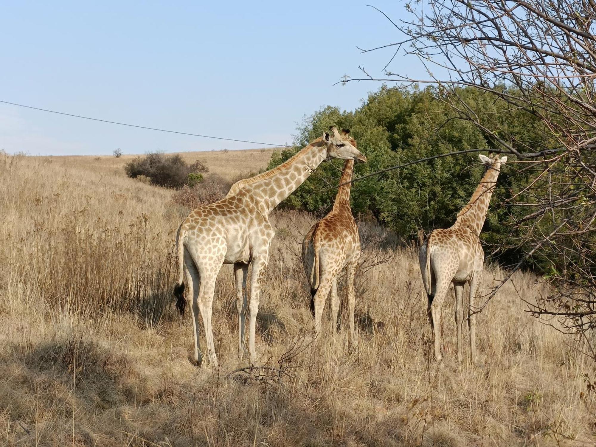 Sedgefield Lodge Witbank Eksteriør billede